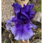 Falcon Pride Iris