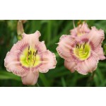 Fan Club Daylily