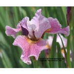 Fancy Me This Siberian Iris