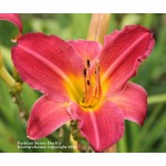Fashion Sense Daylily
