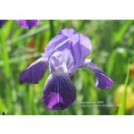 Faustine Iris 1859