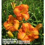 Festive Fall Daylily
