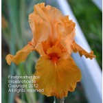 Firebreather Iris
