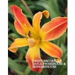 Firestorm Daylily