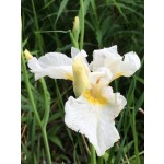 First Frost Siberian