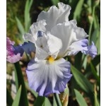 First Lady Hope Iris