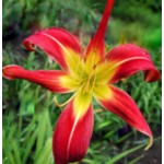 Fly Catcher Daylily