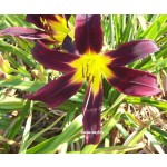 Focus Daylily