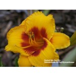 Fooled Me Daylily