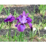 Forever Remembered Siberian