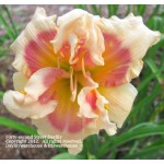 Forty-second Street Daylily