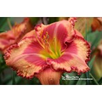 Fox Hunter Daylily