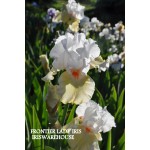 Frontier Lady Iris