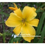 Full Reward Daylily