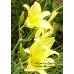 Hyperion Daylily