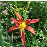 Gadsden Goliath Daylily