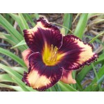 Gavin Petit Daylily