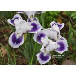 Gentle Grace Iris