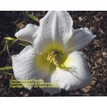 Gentle Shepherd Daylily