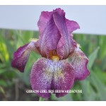 Gibson Girl Iris