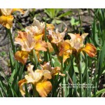 Ginger Twist Siberian Iris