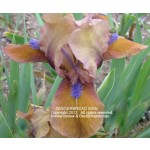 Gingerbread Man Iris