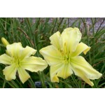Give Me Eight Daylily
