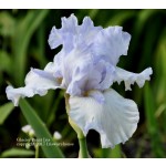 Glacier Point Iris