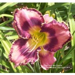 God Save The Queen Daylily