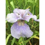 Graceful Ghost Siberian Iris
