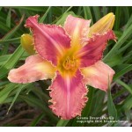 Grams Daylily