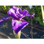 Great Falls Love Siberian Iris