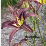 Grey Witch Daylily