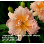 Greywoods Tootsie Two Shoes Daylily