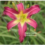 Gudrid Daylily