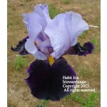 Habit Iris
