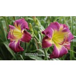 Haduna Matada Daylily