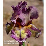 Halloween Moon Iris