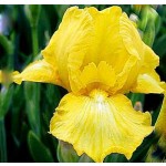 Harlow Gold Iris