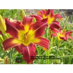 Heavenly Fire Arrow Daylily