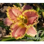 Heavenly Pink Fang Daylily