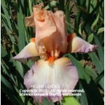 Helen Leader Iris
