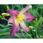 Helter Skelter Daylily