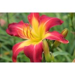 High Blaze Daylily