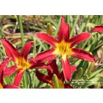 Holly Dancer Daylily