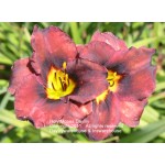 Holy Moses Daylily