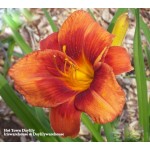 Hot Town Daylily