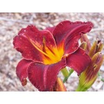Illini Jackpot Daylily