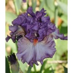 Imbroglio Iris