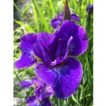 Simon Says Siberian Iris